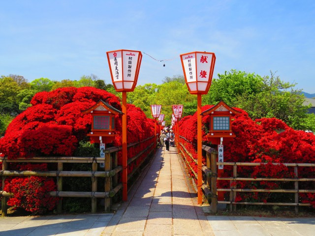 長岡天神参道のキリシマツツジ