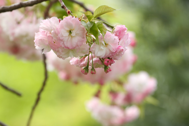 八重桜