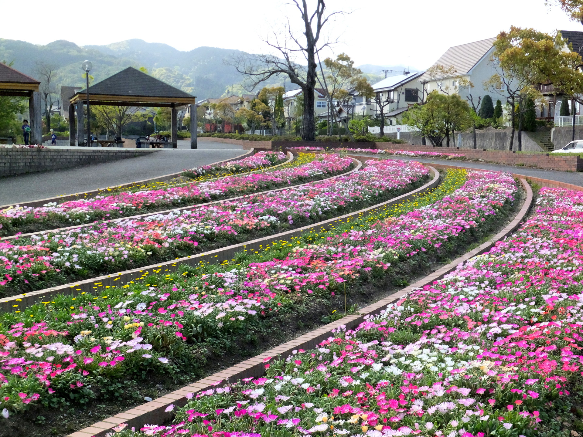 日本の風景 公園のお花畑 壁紙19x1440 壁紙館