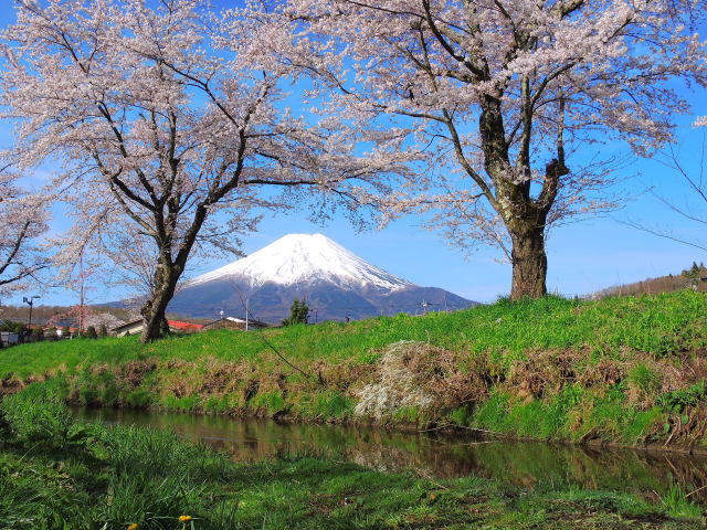 春の忍野2