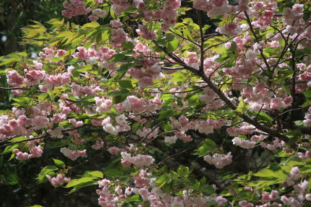 八重桜