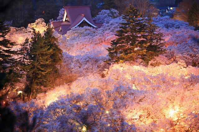 高遠城址の夜桜