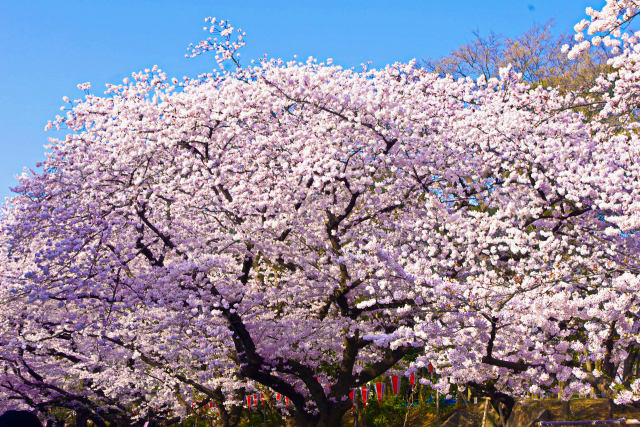 上野公園の桜