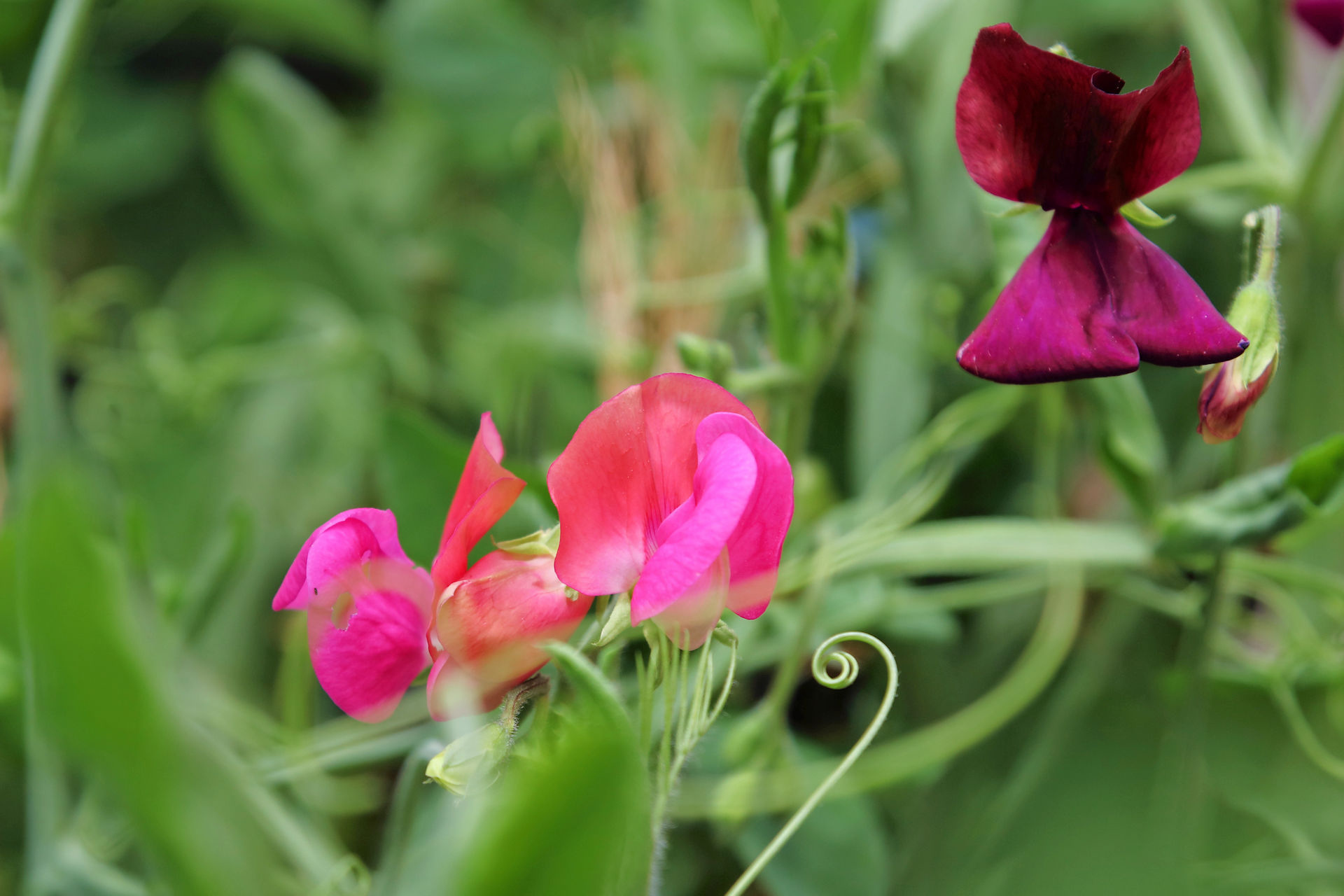 花 植物 スイートピー 壁紙19x1280 壁紙館