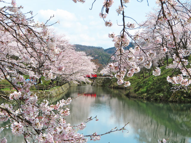 桜満開/鹿野城跡公園6