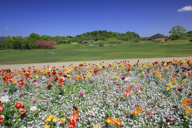 まんのう公園に咲く花たち-2