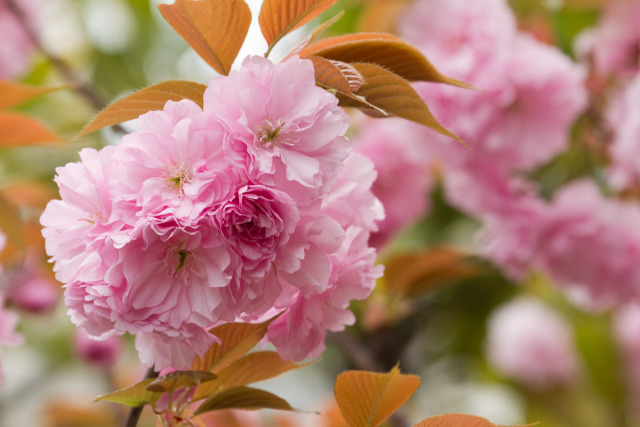 八重桜