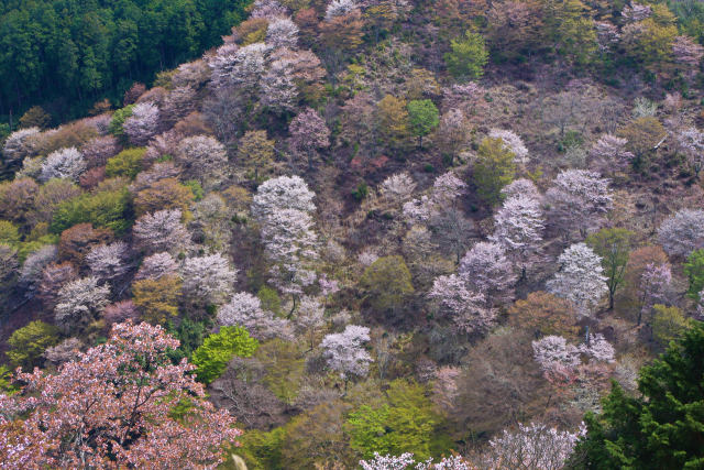 吉野山・下千本の桜