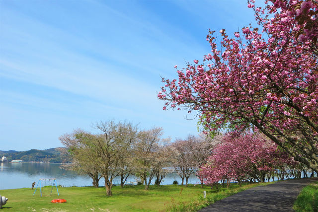 八重桜と湖山池/青島