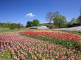 まんのう公園に咲く花たち-4