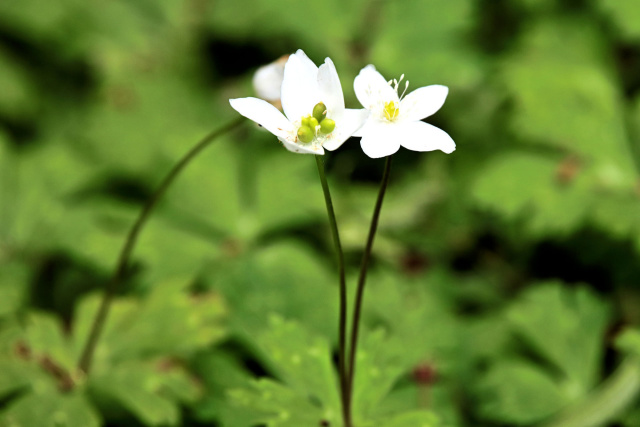 板橋区の花 ニリンソウ