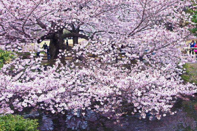 新宿御苑の桜