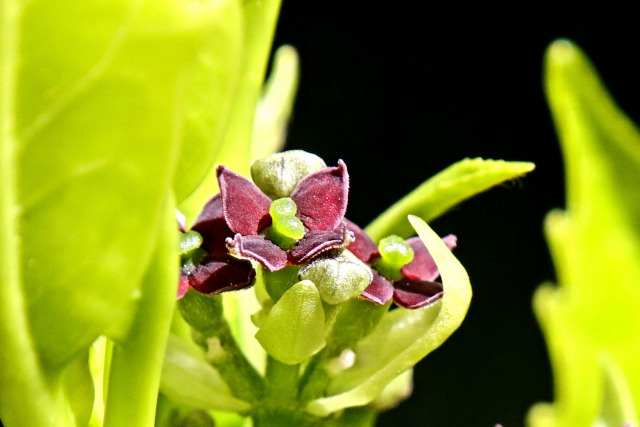 アオキの花