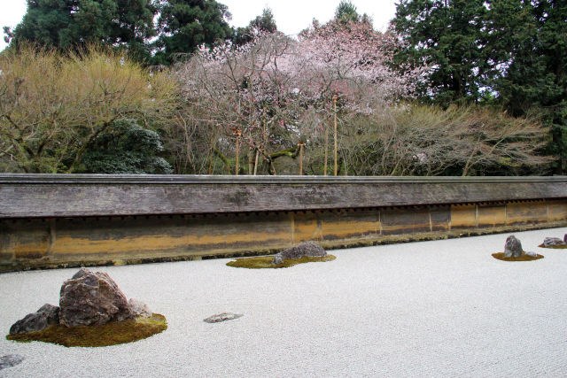 龍安寺・石庭と桜