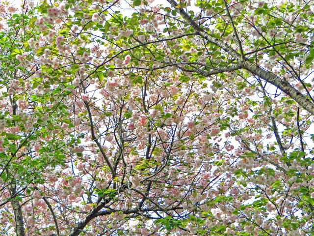 八重桜2/青島