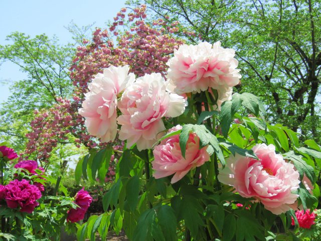 牡丹(花競)に桜