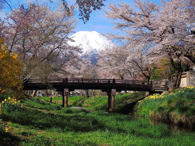 新名庄川の桜