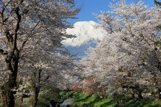 桜と富士山