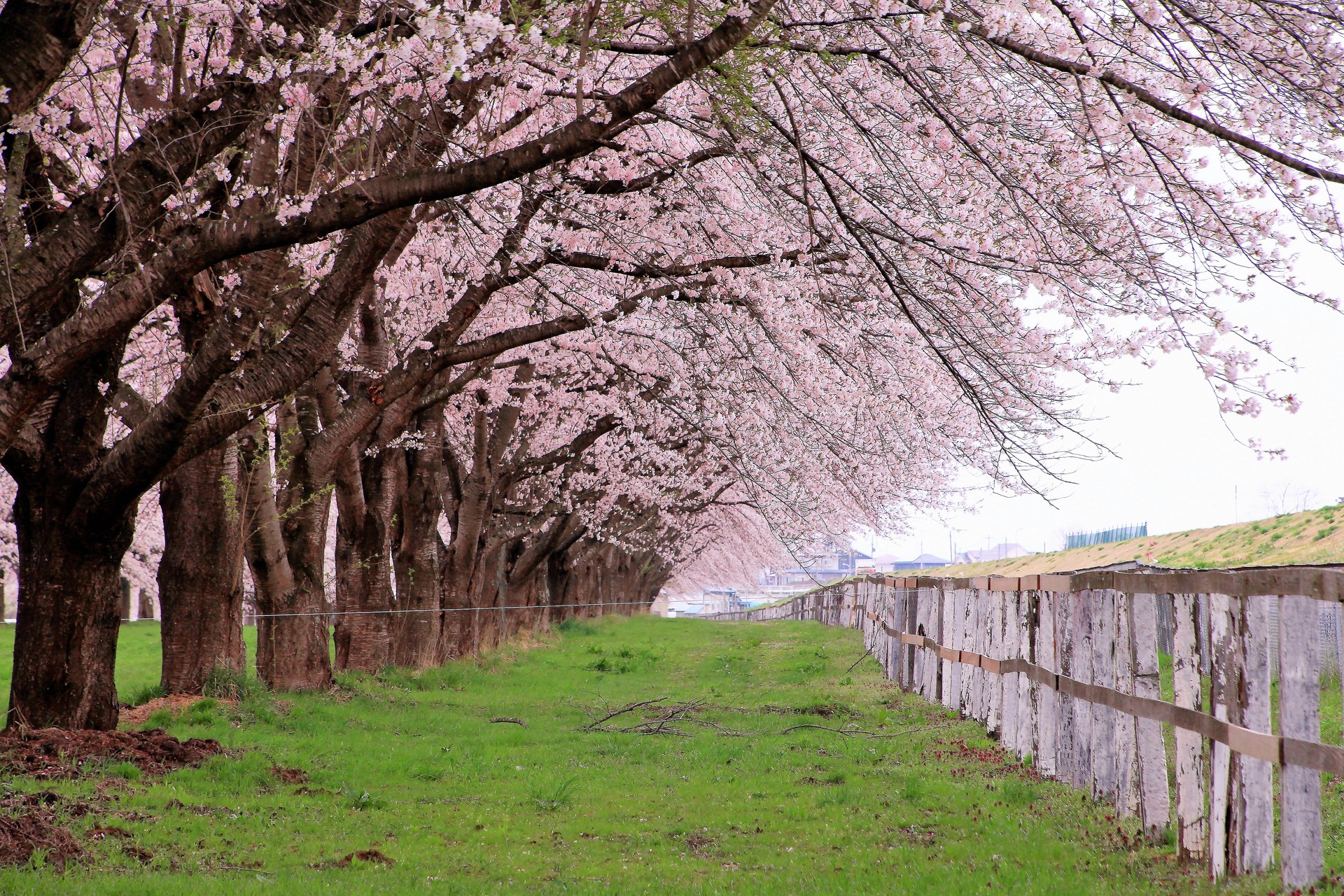 日本の風景 桜並木 壁紙19x1280 壁紙館