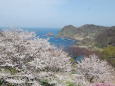 さいはての桜