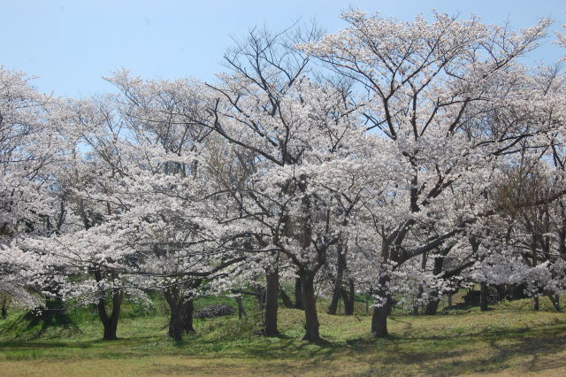 桜の木の下で