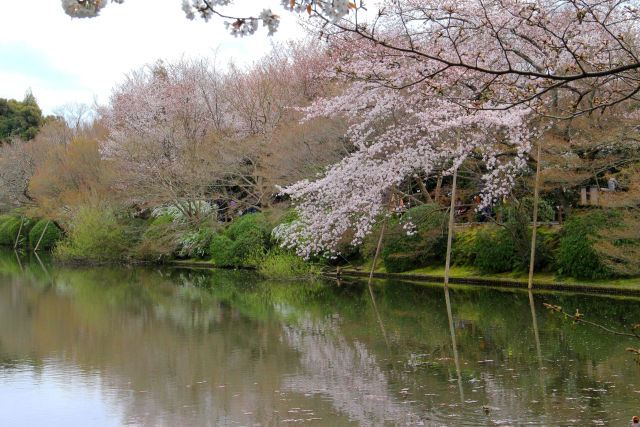 龍安寺・鏡容池畔の桜