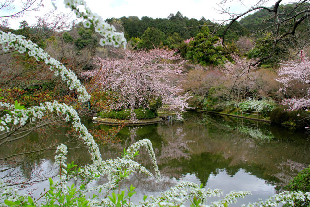 龍安寺・鏡容池の桜と雪柳