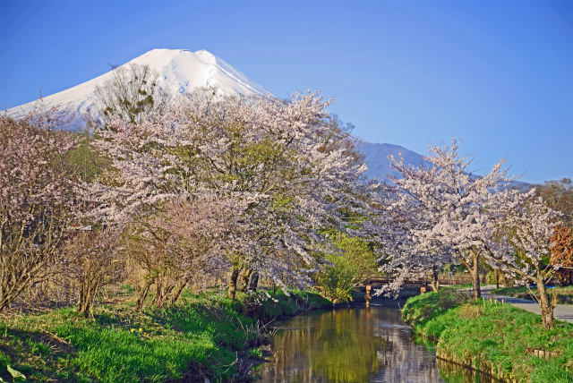 桜と富士山