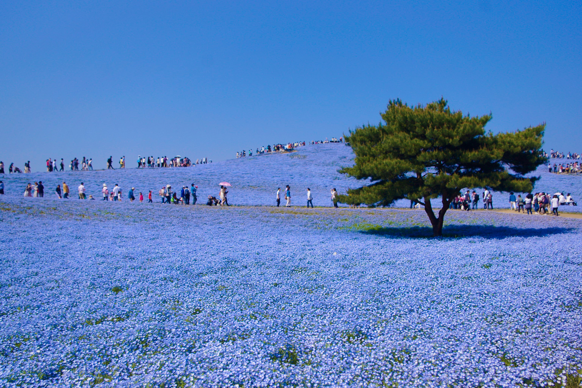 日本の風景 ネモフィラブルー 壁紙19x1280 壁紙館