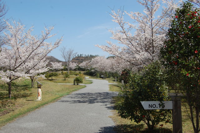 また来るよ！桜の王国