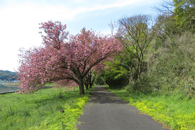 八重桜と新緑の散歩道