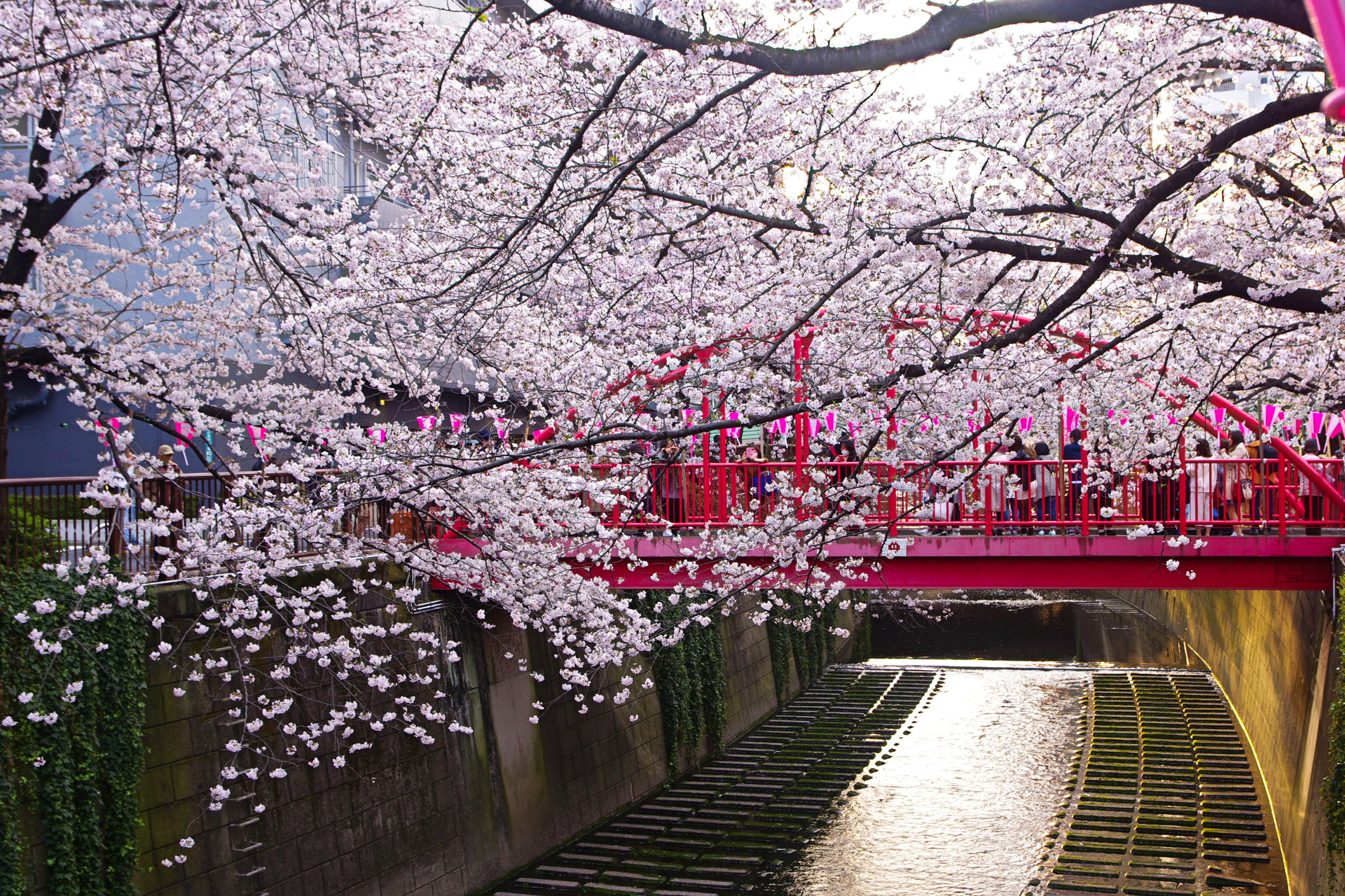 桜 デスクトップ 壁紙 Kabegamiiki