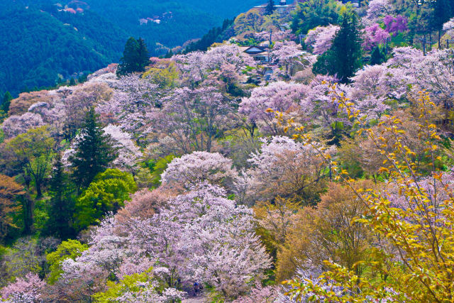 吉野山・中千本の桜