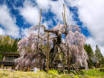 西光寺の枝垂れ桜