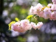 普賢象桜