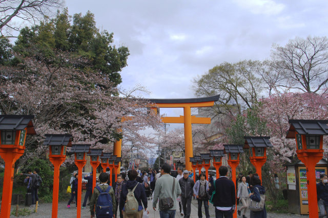 平野神社・参道の桜