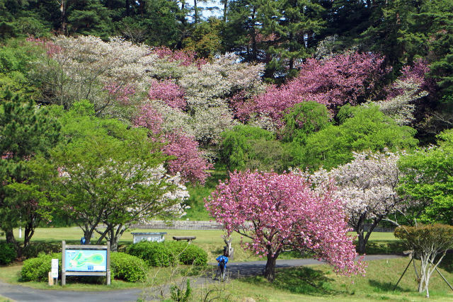 新緑と八重桜4/青島