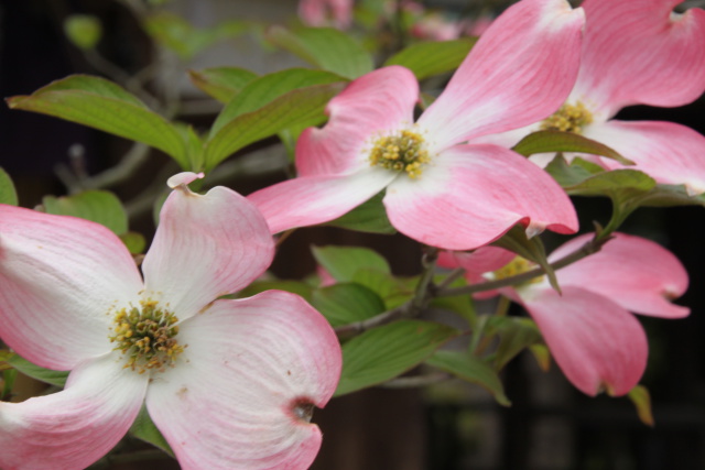 ハナミズキの花