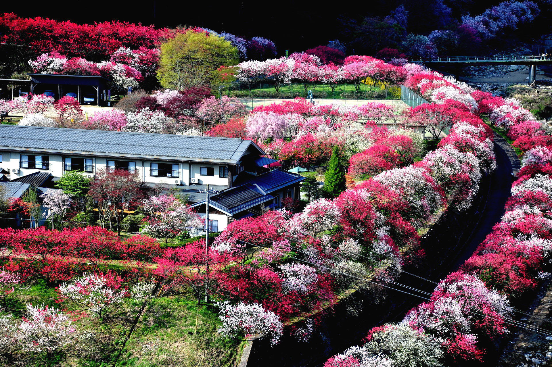 日本の風景 花桃の花咲くところ園原 壁紙19x1277 壁紙館