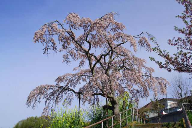 御池の滝桜・壱