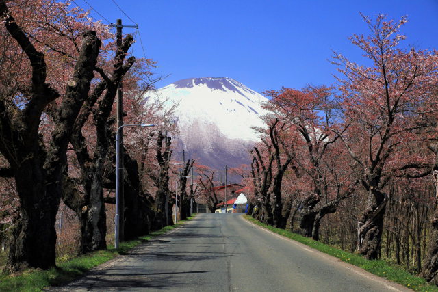 桜並木と岩手山