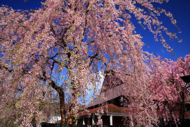 小京都角館のしだれ桜