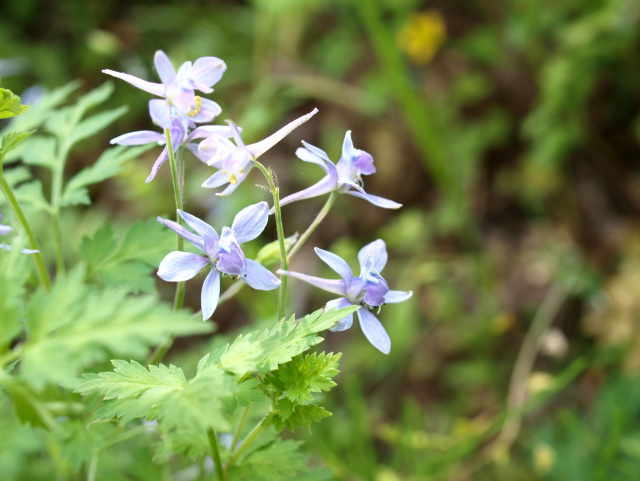 ツバメ飛ぶ季節に芹葉飛燕草