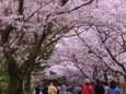 桜のトンネル