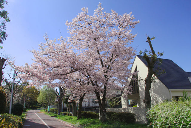 泉北ニュータウンの桜・#2