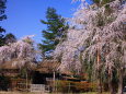 古民家と桜