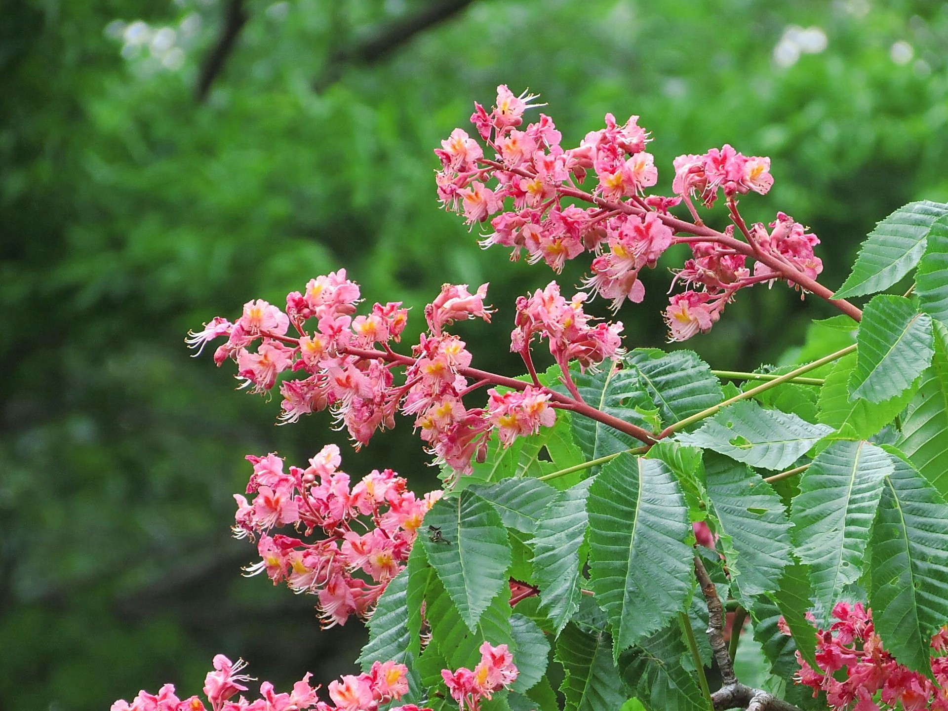 花 植物 マロニエの花 紅花トチノキ 壁紙19x1440 壁紙館