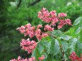 マロニエの花(紅花トチノキ)