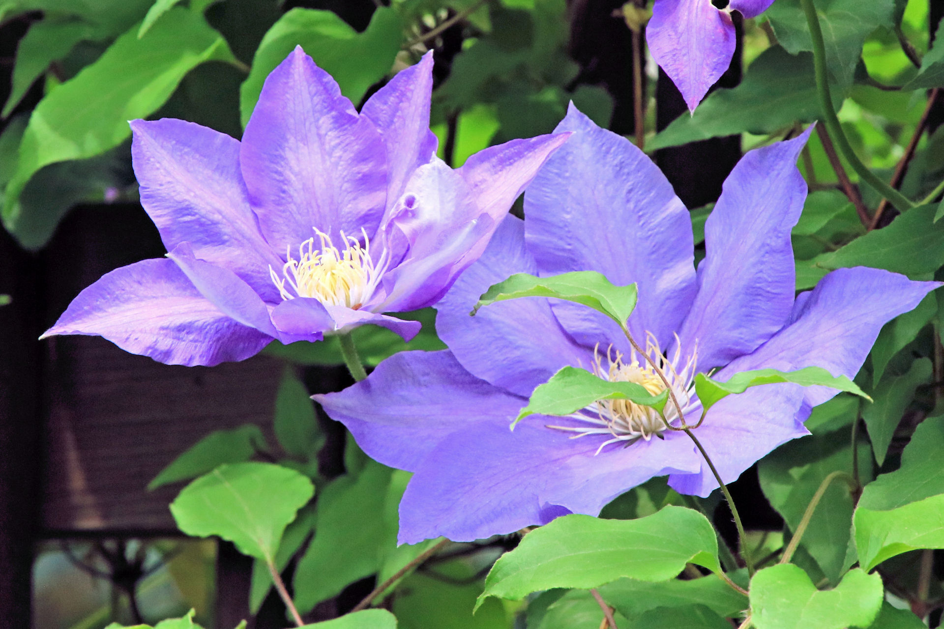 花 植物 クレマチス 壁紙19x1280 壁紙館