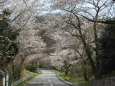 桜のトンネル